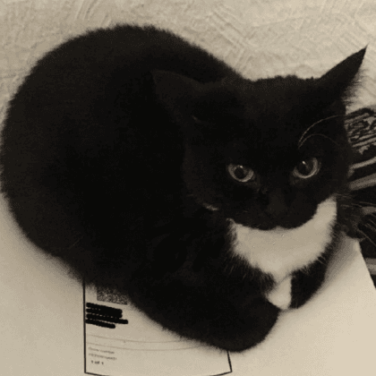 Stable Diffusion prompt: cat, 4k. hd, cat on paper. - Stable Diffusion
