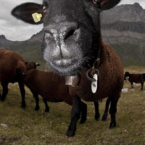 Let the sheep turn white. before