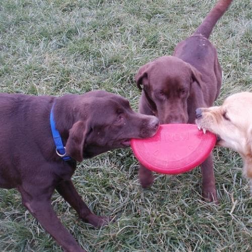 let the dogs bite a stuffed toy before